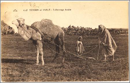 /images/imgs/africa/algeria/algeria-0003.jpg - Farmer at work