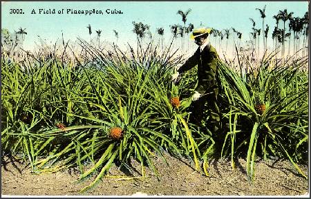 /images/imgs/america/cuba/cuba-0001.jpg - A Field of Pineapples