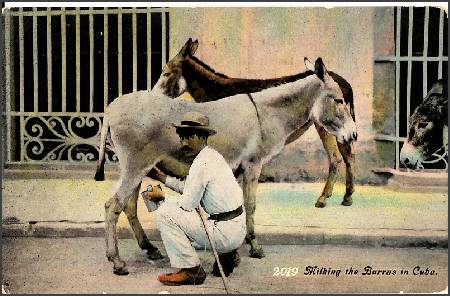 /images/imgs/america/cuba/cuba-0005.jpg - Milking a Donkey