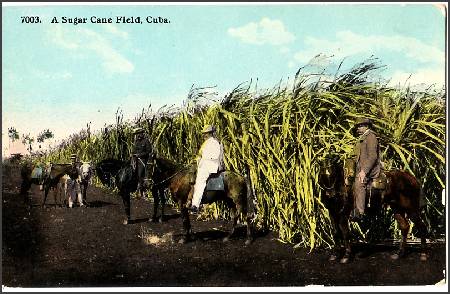 /images/imgs/america/cuba/cuba-0007.jpg - A Sugarcane Field