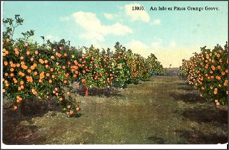 /images/imgs/america/cuba/cuba-0011.jpg - Orange Grove