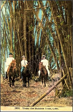 /images/imgs/america/cuba/cuba-0013.jpg - Bamboo Plantation