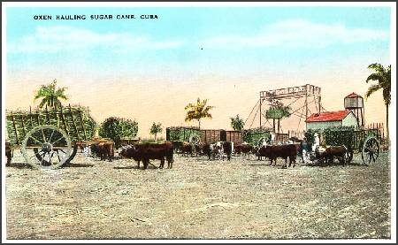 /images/imgs/america/cuba/cuba-0020.jpg - Oxen hauling sugarcane